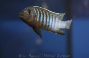 Metriaclima nigrodorsalis 'Chiloelo' Galerie Metriaclima nigrodorsalis 'Chiloelo'